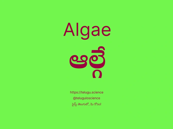 ఆల్గే గురించి వివరణ | Algae