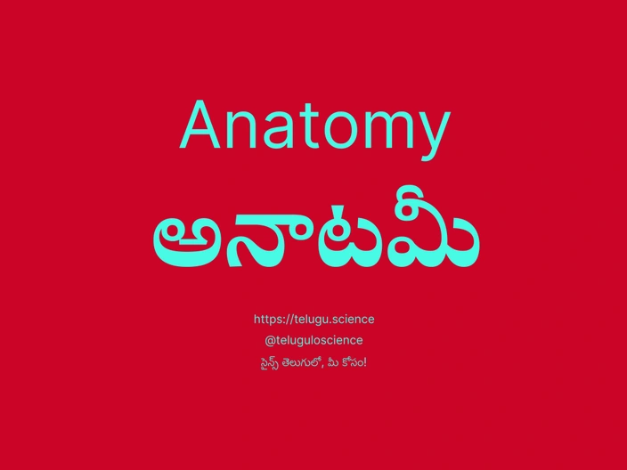 అనాటమీ గురించి వివరణ | Anatomy