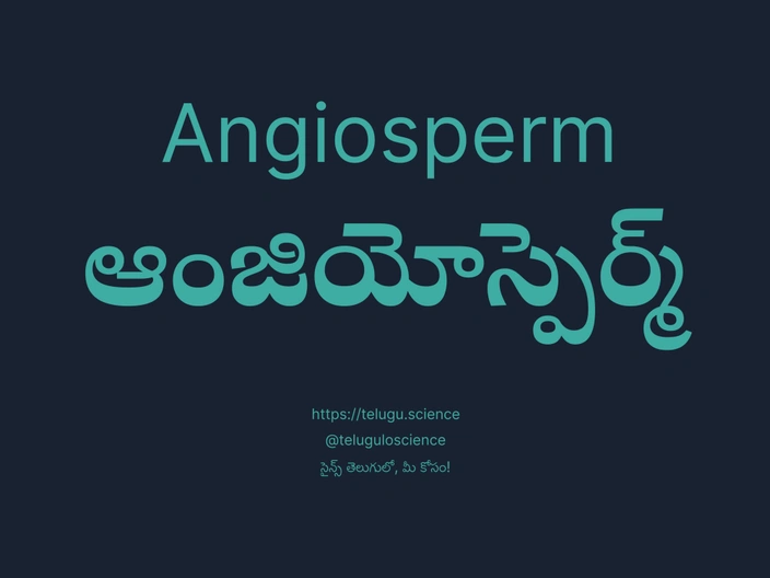 ఆంజియోస్పెర్మ్ గురించి వివరణ | Angiosperm
