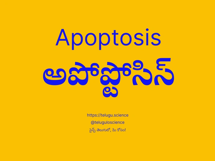 అపోప్టోసిస్ గురించి వివరణ | Apoptosis