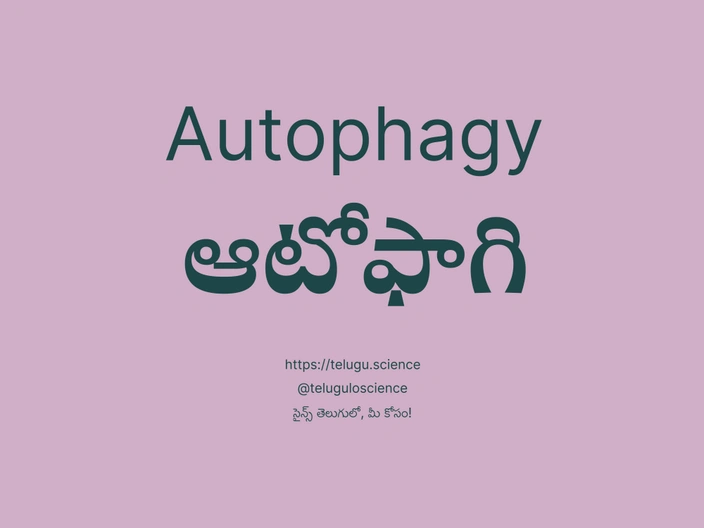 ఆటోఫాగి గురించి వివరణ | Autophagy