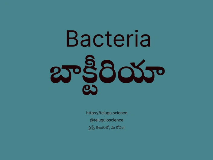 బాక్టీరియా గురించి వివరణ | Bacteria