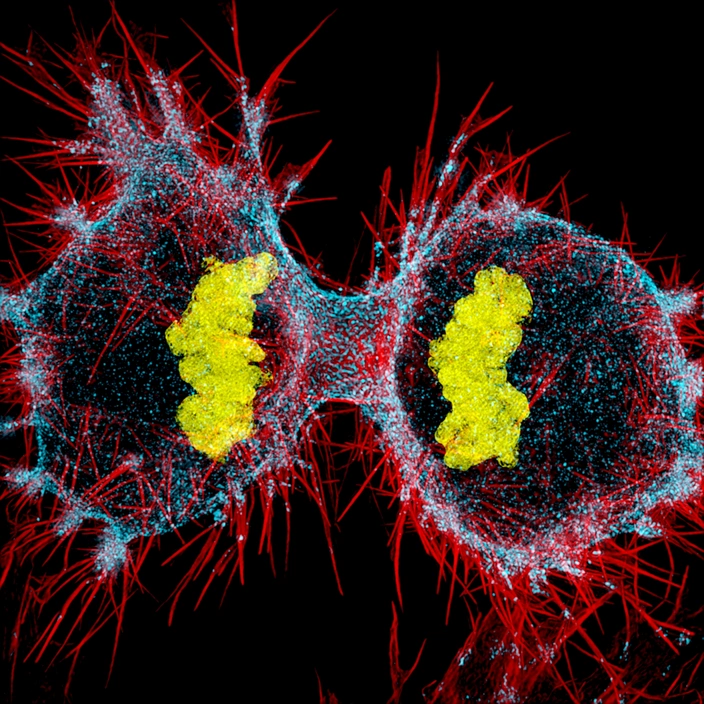 కణ విభజన | Cell division