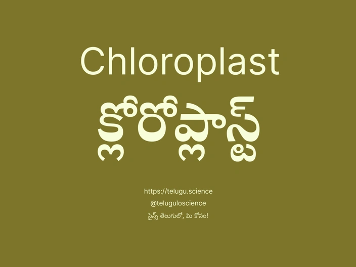 క్లోరోప్లాస్ట్ గురించి వివరణ | Chloroplast