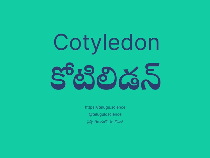 కోటిలిడన్ గురించి వివరణ | Cotyledon