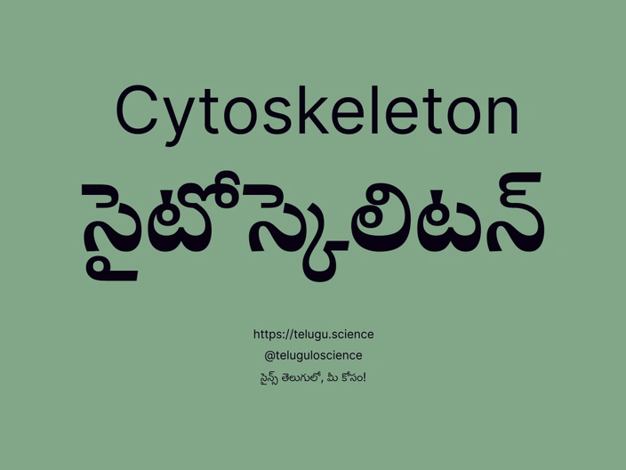 సైటోస్కెలిటన్ గురించి వివరణ | Cytoskeleton