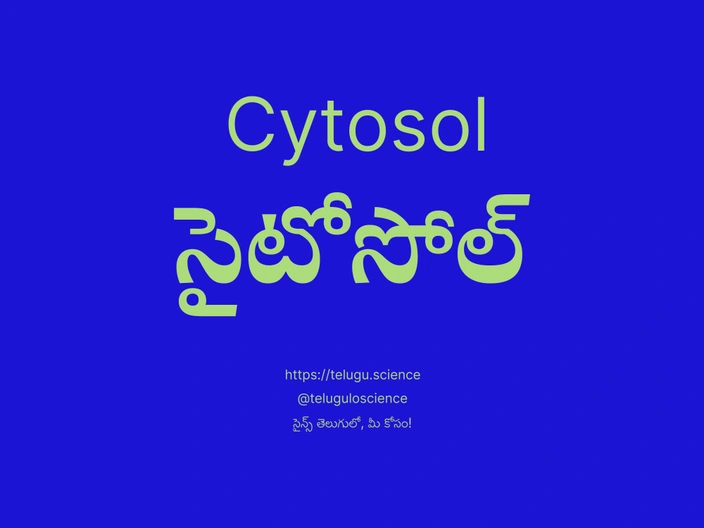 సైటోసోల్ గురించి వివరణ | Cytosol