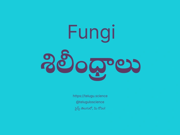 శిలీంధ్రాలు గురించి వివరణ | Fungi