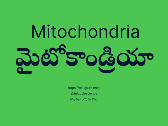 మైటోకాండ్రియా గురించి వివరణ | Mitochondria