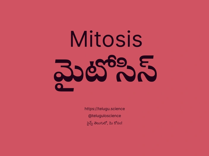 మైటోసిస్ గురించి వివరణ | Mitosis