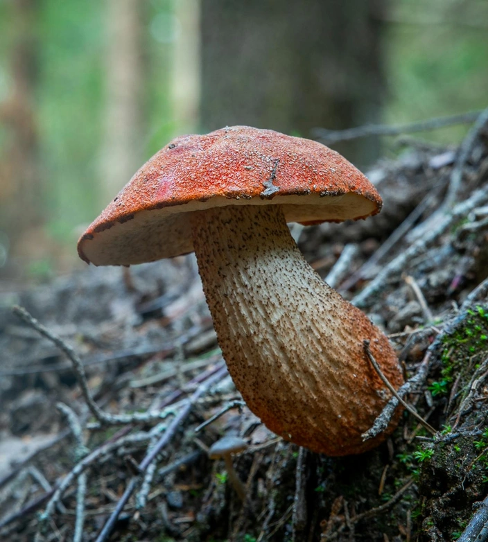 పుట్టగొడుగు గురించి వివరణ | Mushroom