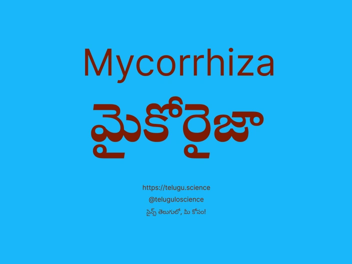 మైకోరైజా గురించి వివరణ | Mycorrhiza