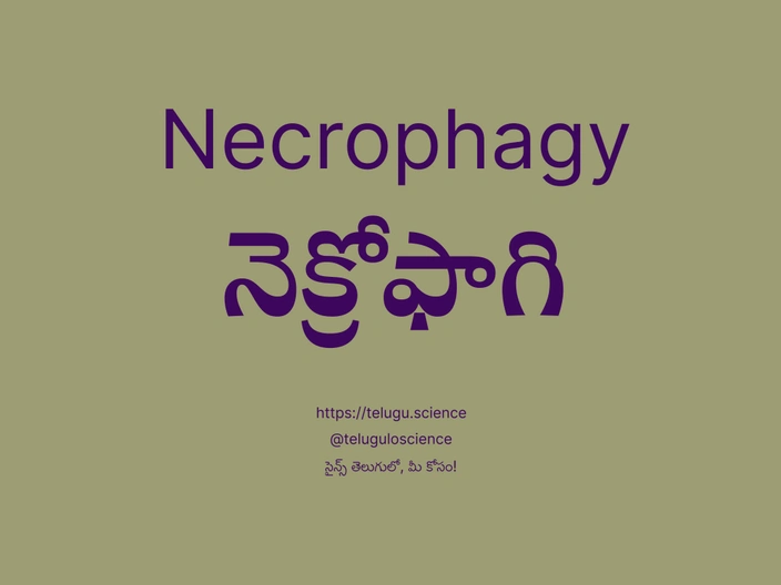 నెక్రోఫాగి గురించి వివరణ | Necrophagy