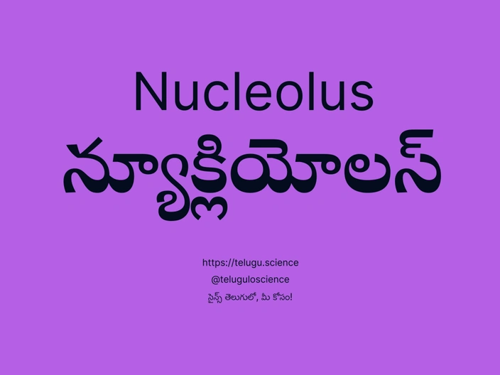 న్యూక్లియోలస్ గురించి వివరణ | Nucleolus
