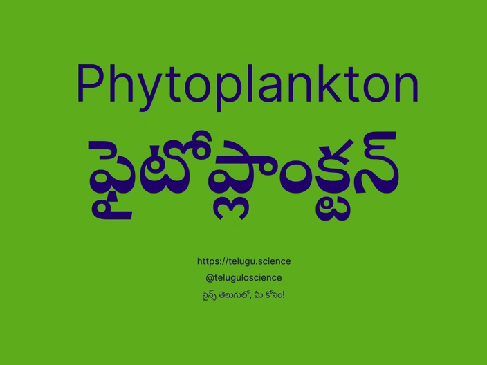 ఫైటోప్లాంక్టన్ గురించి వివరణ | Phytoplankton