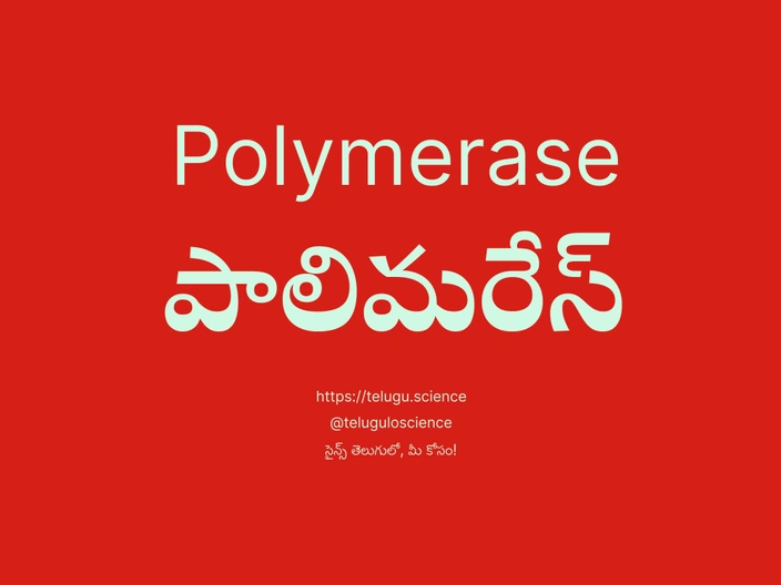 పాలిమరేస్ గురించి వివరణ | Polymerase