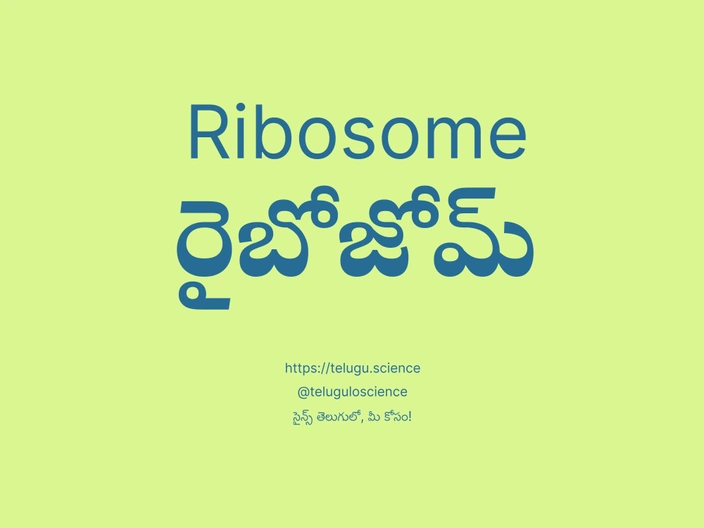 రైబోజోమ్ గురించి వివరణ | Ribosome