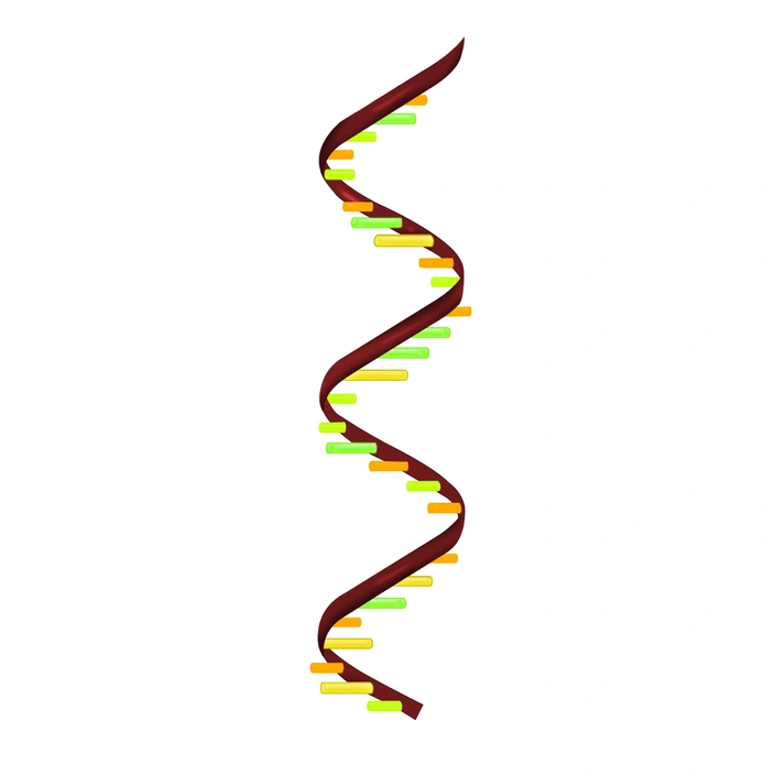 రిబోన్యూక్లియిక్ ఆమ్లం (RNA) చక్కెర-ఫాస్ఫేట్ వెన్నెముకను కలిగి ఉంటుంది మరియు అడెనైన్ (A), సైటోసిన్ (C), గ్వానైన్ (G) మరియు యురేసిల్ (U) అనే స్థావరాలను కలిగి ఉంటుంది. చిత్రం నేషనల్ ఇన్స్టిట్యూట్ ఆఫ్ జనరల్ మెడికల్ సైన్సెస్ నుండి తీసుకోబడింది. ఆర్ఎన్ఏ గురించి వివరణ | RNA