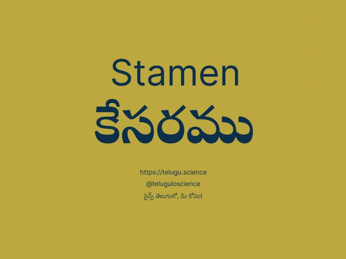 కేసరము గురించి వివరణ | Stamen