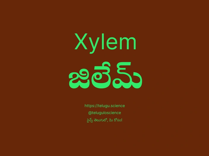 జిలేమ్ గురించి వివరణ | Xylem